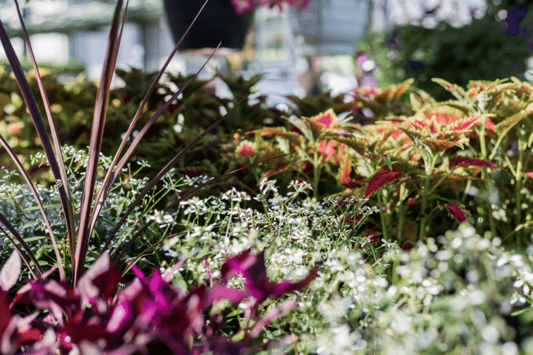 Gärtnerei Thomas Sattler