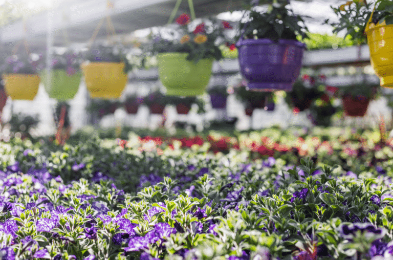 Gaertnerei-Thomas-Sattler2