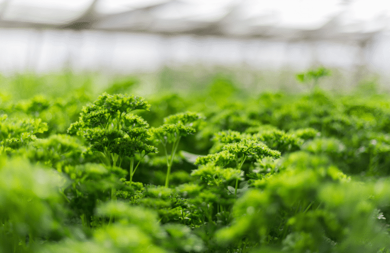 Gaertnerei-Thomas-Sattler_Kraeuter