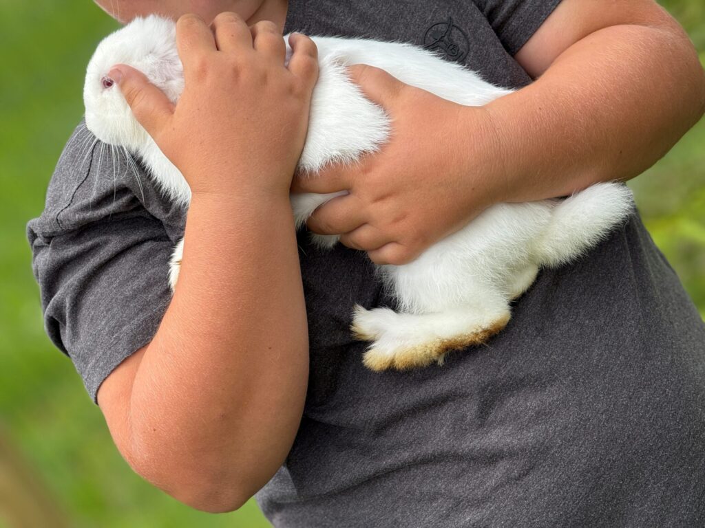 Hasen Kaiserau Streichelzoo