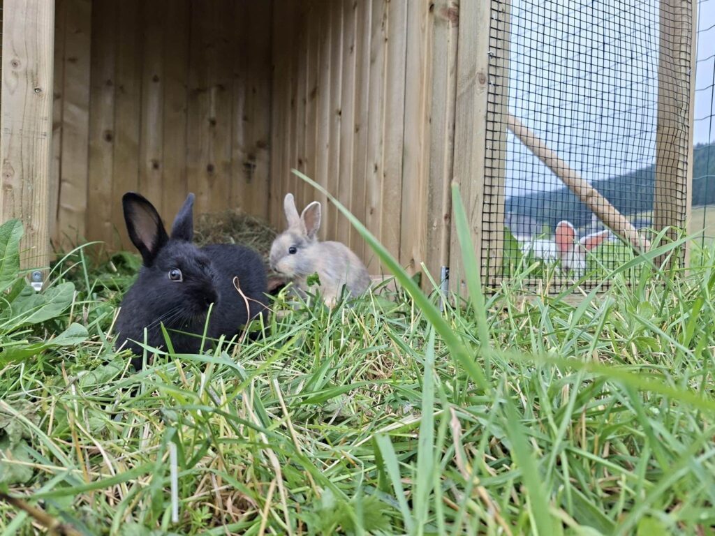 Hasen Kaiserau Streichelzoo