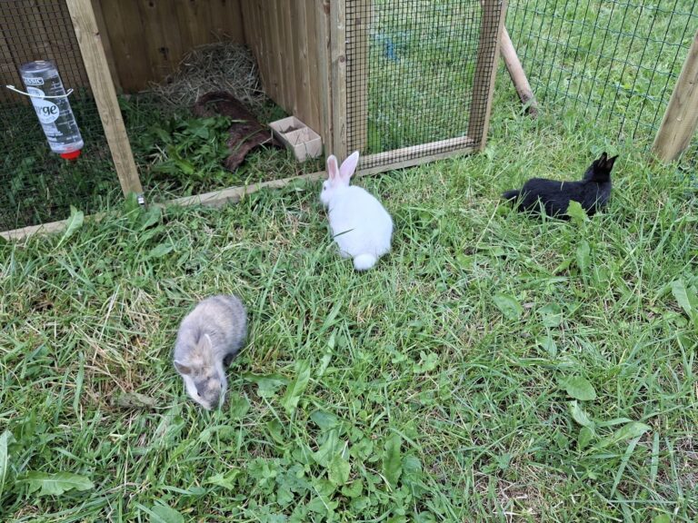 Hasen Kaiserau Streichelzoo