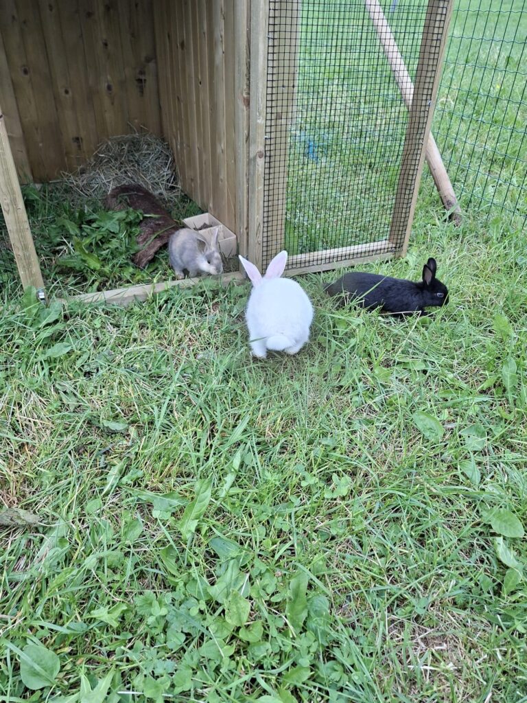 Hasen Kaiserau Streichelzoo