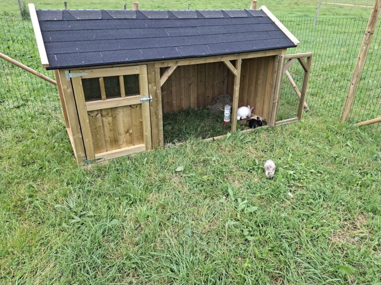 Hasen Kaiserau Streichelzoo