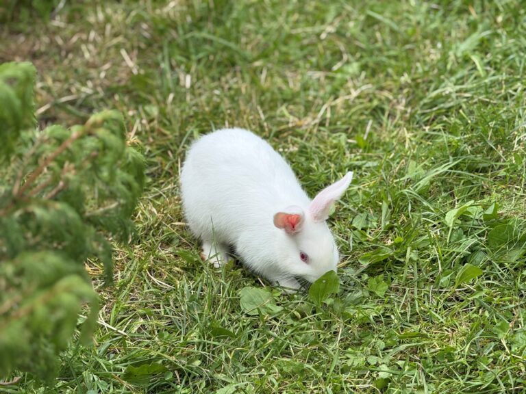 Kaiserau Hasen Streichelzoo