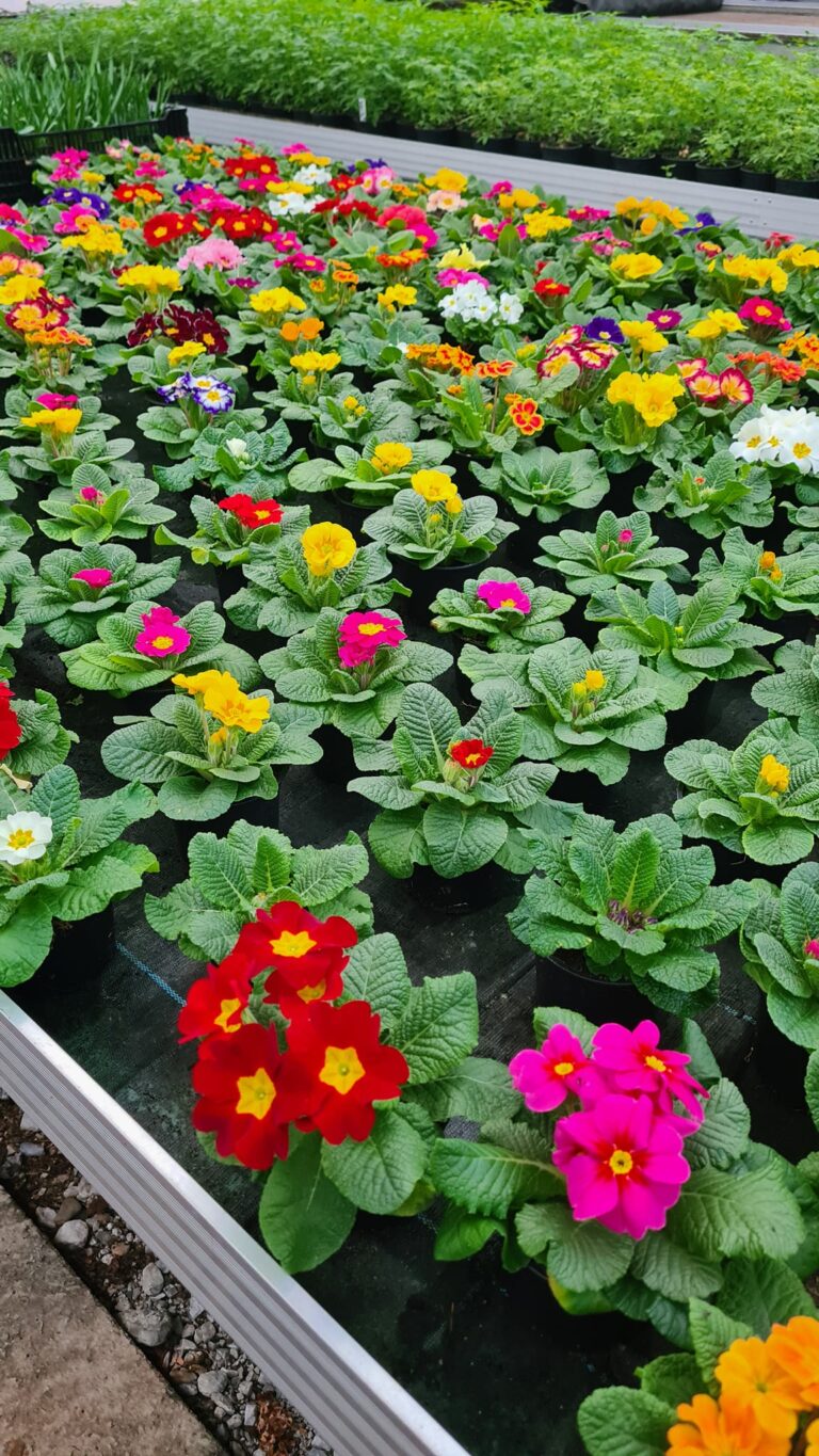 Stiftsgaertnerei-Gaertnerei-c-Yvonne-Stecher-1