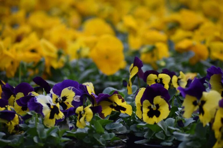 Stiftsgaertnerei-Gaertnerei-c-Yvonne-Stecher-2